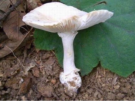 雨后西湖边野蘑菇疯长 有的含剧毒还是不吃为妙