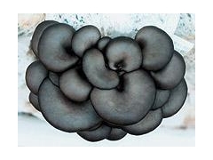 优质食用菌蘑菇菌种图1