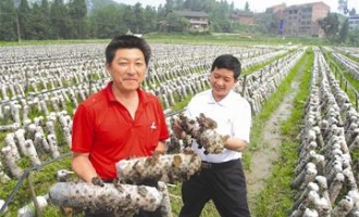 宣汉县袋栽黑木耳种植“三年三大步”发展 ()
