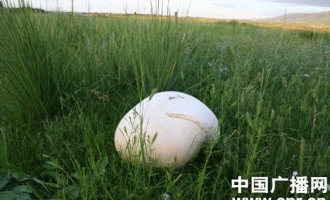 新疆昭苏：硕大“蘑菇王”重量达3.7公斤 ()