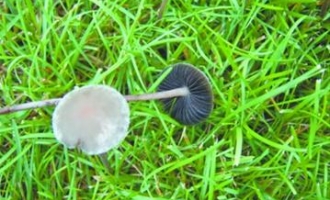 草坪上采野蘑菇 女子食用中毒(图)