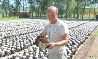 黑木耳产业逐步成为推动扎兰屯市农民增收致富的优势产业 ()