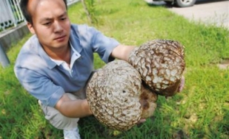 花生地里长出巨型“灰包”的菌类中草药 ()