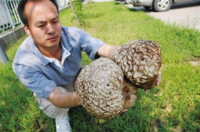 花生地里長出巨型“猴頭”