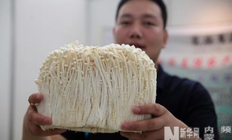 全国第十届食用菌新产品新技术展销会在内蒙古通辽市举办 ()