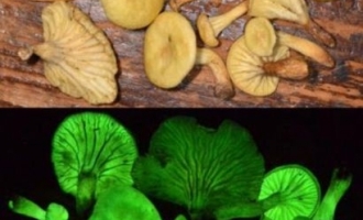 巴西雨林重现失落170年荧光蘑菇 ()
