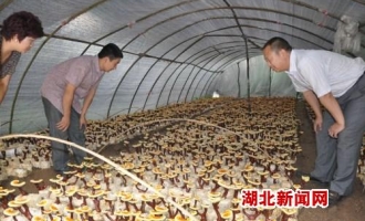 阿里山食用菌带动周边县域的产业发展 ()