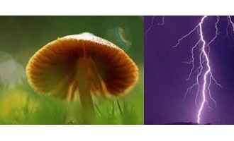 闪电能令蘑菇增产 ()