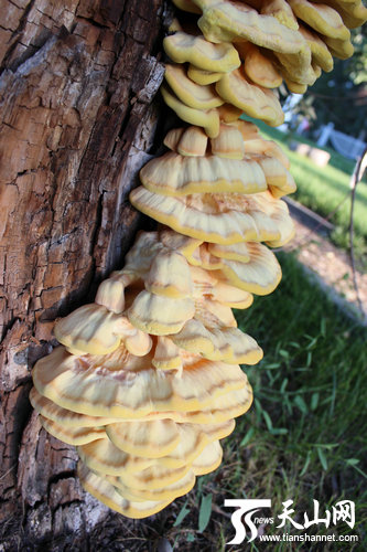 7月22日傍晚，笔者在哈巴河县阿克齐镇阿克齐村路边发现一棵柳树腐朽的树杆上长出一棵1米高的大蘑菇。这个大蘑菇竟有25层之多，呈淡黄色，十分美观。
