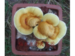 大量供应鲜活灵芝盆景图1