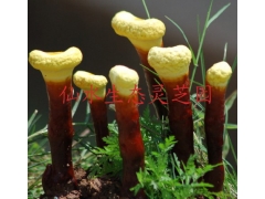 批发灵芝幼苗图1