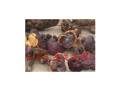 供应野生赤灵芝图1