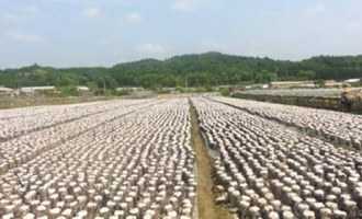 吉林省蛟河市黄松甸镇食用菌产业蓬勃发展 ()