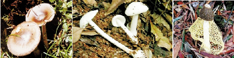 杭州常见的3种毒蘑菇