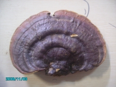 供应野生无柄灵芝图1