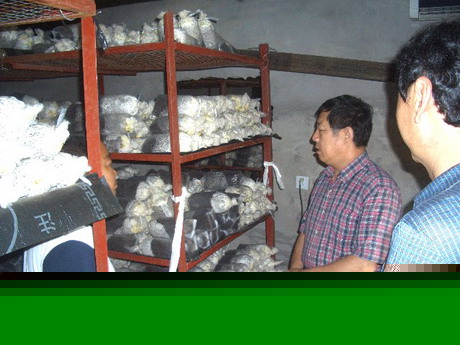 北京市门头沟区妙峰山镇引进高档食用菌品种栽种 ()