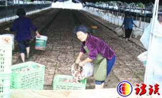 新兴管理模式催生京郊最大的鲜香菇生产基地 ()