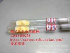 北虫草菌种，价格图1