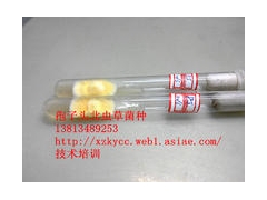 北虫草菌种，母种