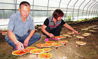 “绵阳香菇大王”的数十亩灵芝快要成型 ()