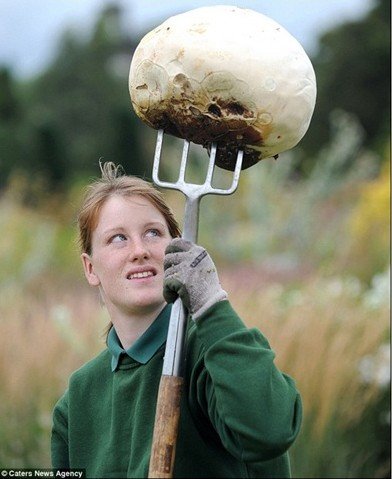 体型巨大的蘑菇