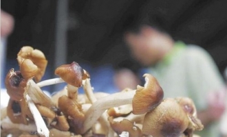 广西调查：南宁市场上鲜有野生蘑菇卖 ()