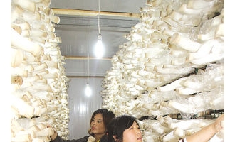 小蘑菇成为农民增收的“致富伞” ()