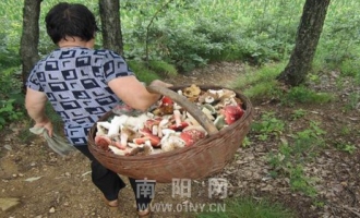 深山农民采摘野生蘑菇增收致富 ()