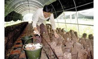 林下种植“菌棒”生产蘑菇 每斤6元多 ()