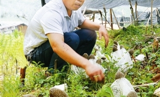 广西天峨县在玉米、果园林下套种竹荪获得成功 ()