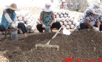 山东枣庄市台儿庄区利用玉米芯栽培蘑菇为了农民农闲增收的主产业 ()