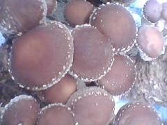 香菇高温季节栽培菌株：高香一号图1