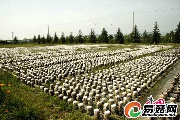平泉县蘑菇种植厂的滑子菇 陈宝 摄
