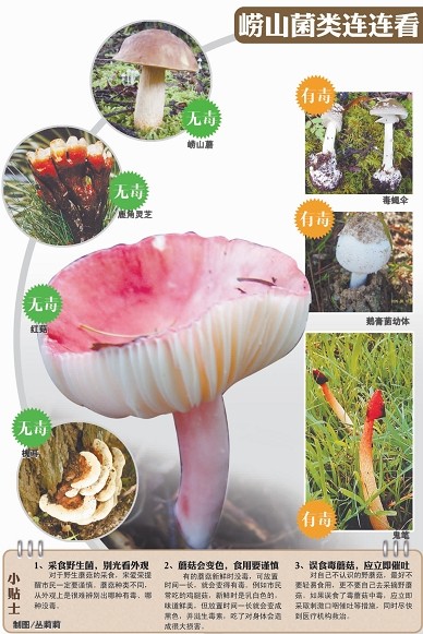 崂山野生毒蘑菇五六种 有的不食用能将人毒倒