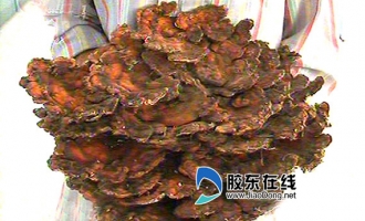 莱阳市民挖到6斤重的大灵芝 ()