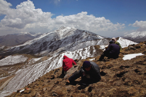海拔4000米高山上挖虫草的人