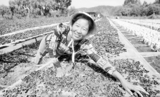 黑龙江七台河市林场经济助农致富 ()
