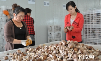 亲历馒头营乡食用菌种植节水又富民 ()