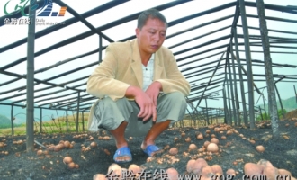 贵州63亩竹荪“火烧连营” ()
