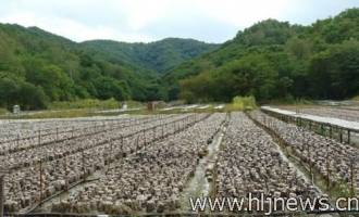 食用菌养殖为林业工人开辟生财之道 ()