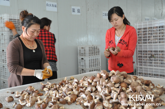 张家口市张北县馒头营乡食用菌种植基地大棚内的灵芝长势良好。长城网 田平珍 摄