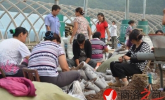 陕西省商南县上河村设施大棚白灵菇建设有序进行 ()