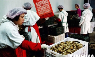 《新华社》：河北平泉：小蘑菇长成大产业