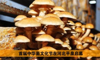 《中国新闻网》：首届中华菌文化节在河北省平泉县启幕