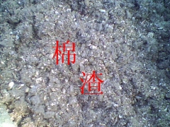 常年销售棉渣图1