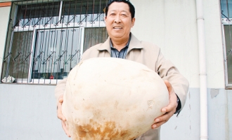榆林市民得到八斤半重白色大蘑菇不敢吃 ()