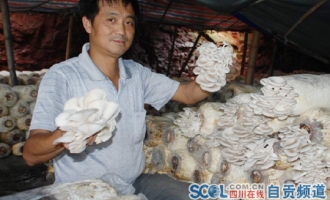 自贡蘑菇销售步入了“快车道” ()