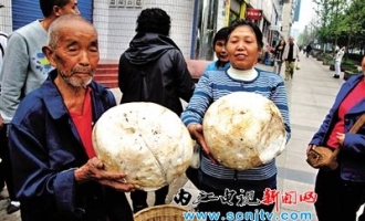 内江街头现巨型“蘑菇” ()