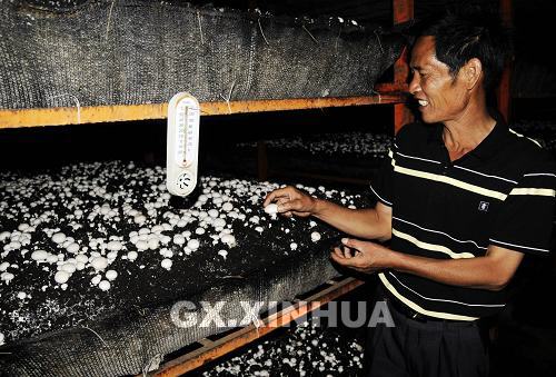 朝南村村委会主任覃子坤在装着空调的蘑菇“生产车间”查看蘑菇生长情况（9月24日摄）。