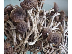 干草菇 各种干食用菌类最新批发价图1